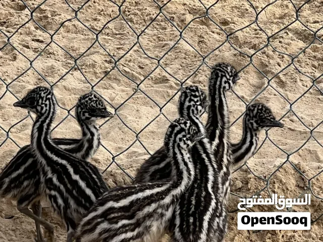 بشري الوفره وصباح الاحمد وأم الهيمان