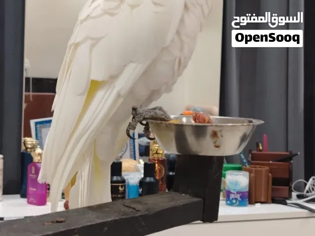 للبيع ببغاء كوكاتو دروكوب