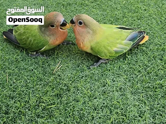 فروخ روز جرين اوبلاين