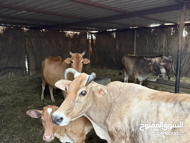 ثيران و أبقار وعجول