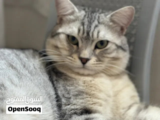 للبيع 50 دينار