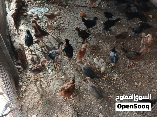 دجاج بلدي متنوع