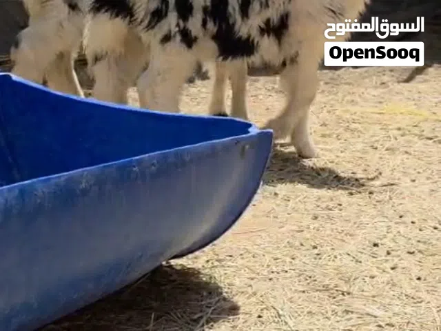 للبيع حملات نجديات حلوات سمان ماشاءالله تبارك الرحمان
