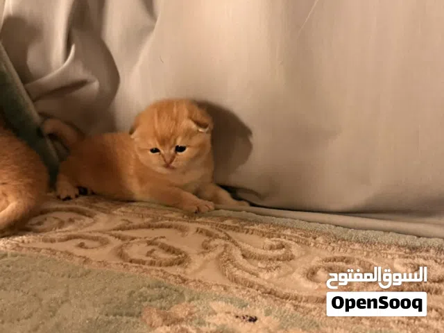 للبيع لمحبي التميز مستوى عالي الأهالي مستوردة قطط للبيع ذكرين وأنثى