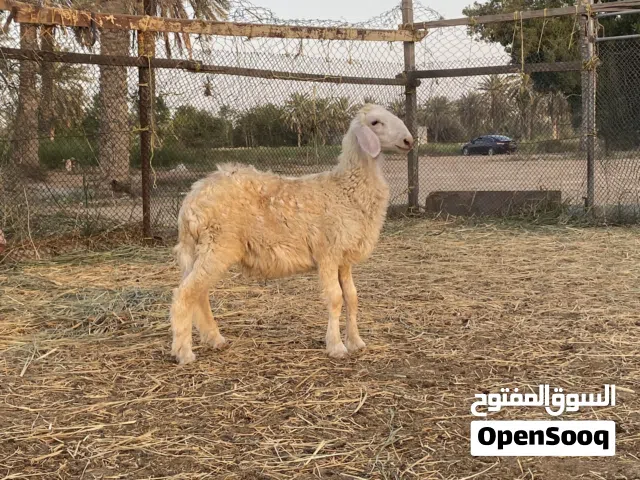 كباشة نجديات
