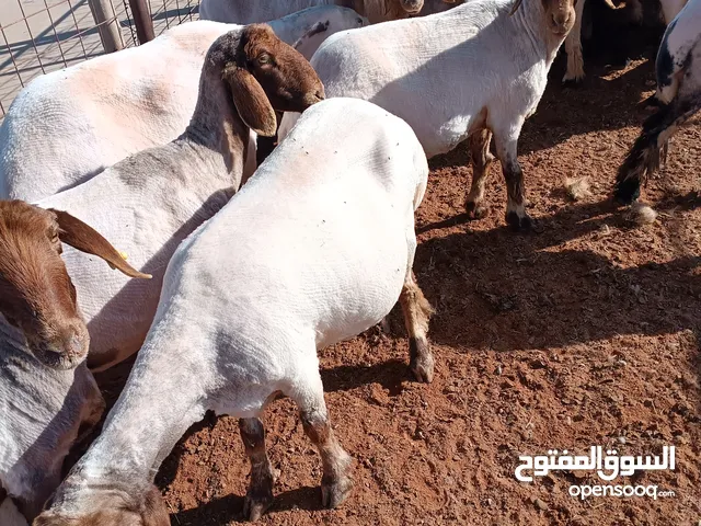 حلاق غنم و ماعز مكائن كهرباء في القصيم