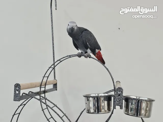 ببغاء الكاسكو(جاكو )