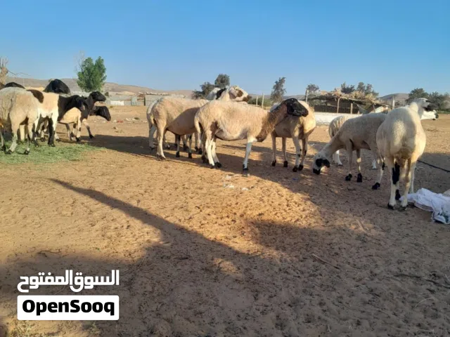 اغنام للبيع العدد 19