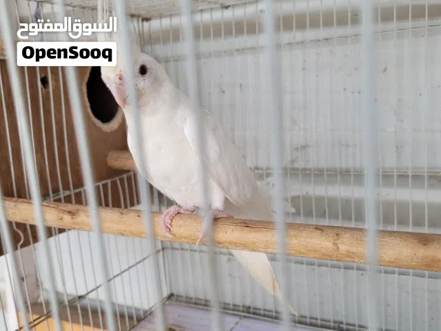 cocktail male and female albino red eyes