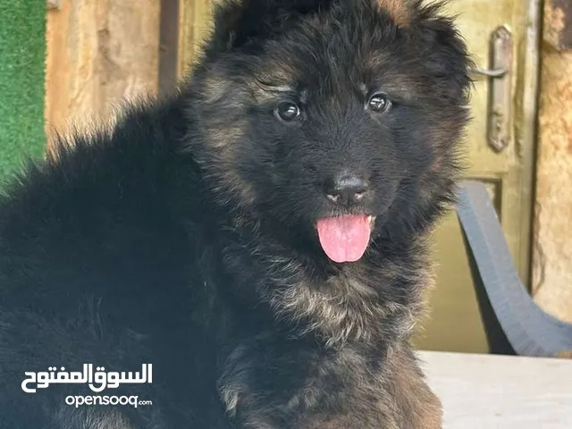 جراء جيرمن شيبرد شولاين رويل بلاك وبلاك اندتان وسيبل