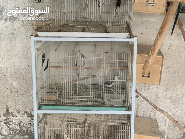 Bird cages for sale