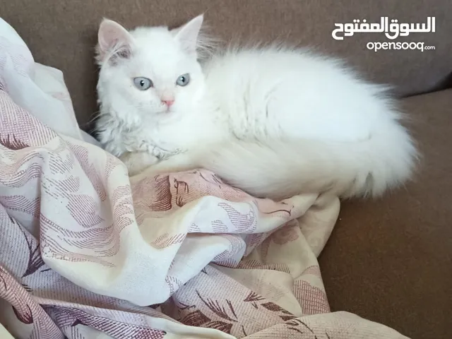 Friendly and Playful Persian Kittens