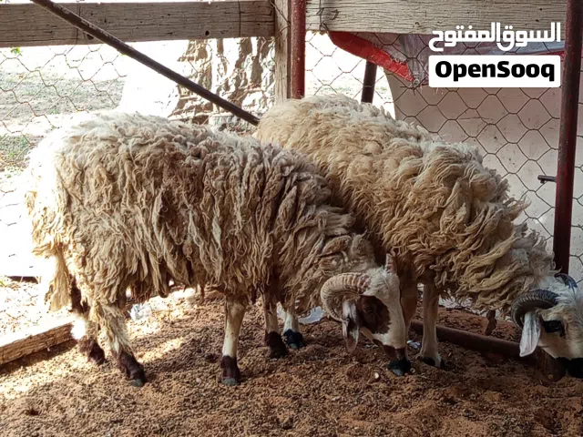 خرفان وطنيه