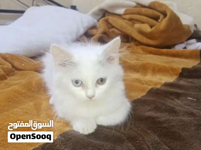 قطه للبيع قيم وخذها الي يرضي