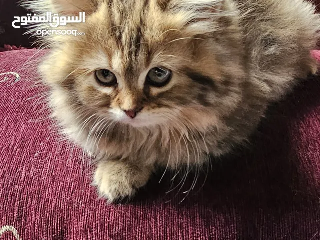 قطط شيرازي بيور إناث كيوت