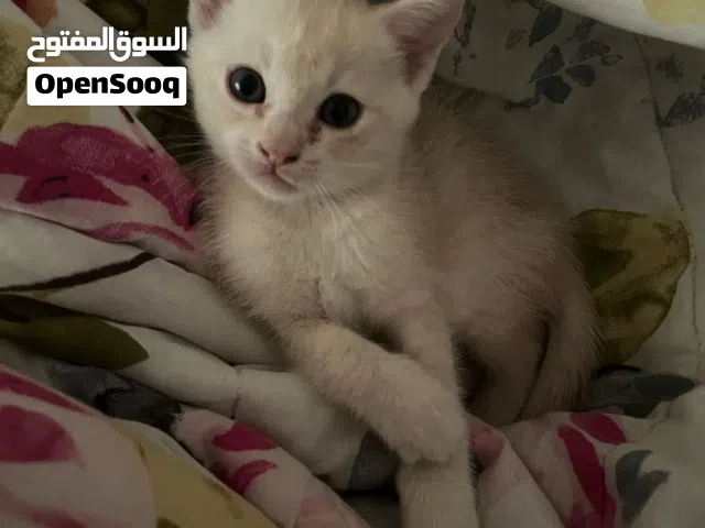 شيرازي مكس للبيع متطعم