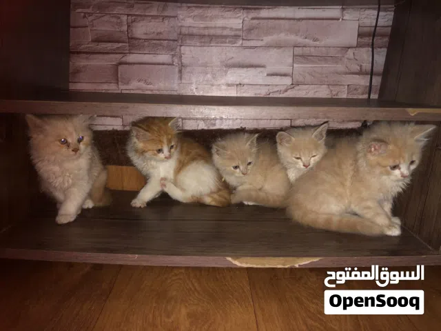 قطط للبيع
