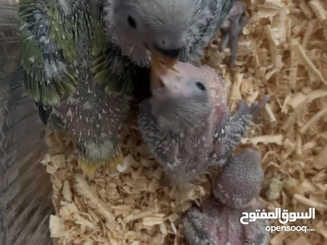السلام عليكم اقرا الوصف