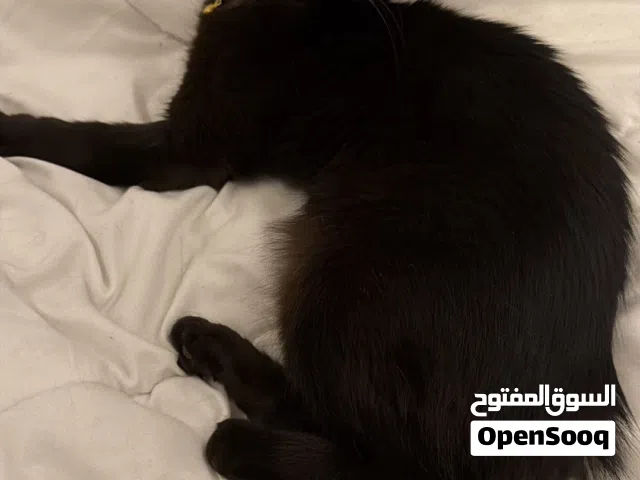 قطه خليط بريتش للتبني