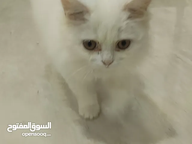 قط شيرازي ابيض