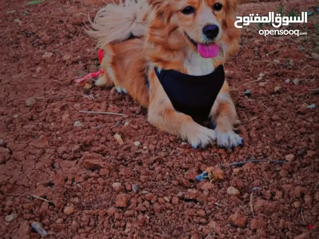 كلبه للبيع بصحه جيده