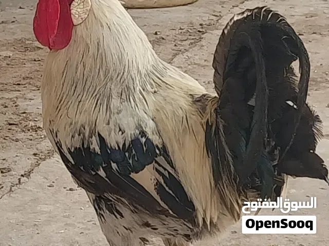ديج عرب ضخم فول مواصفات