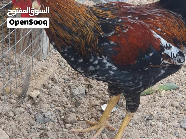 ديج افرك ماكتتوش عمر 6اشهر  نشاط  وصحة فول