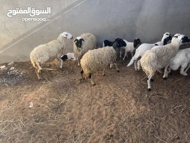 غنم ربي ايبارك للبيع جمله