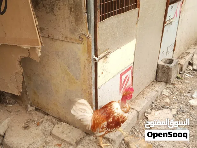 ديجج ابو اركيبة