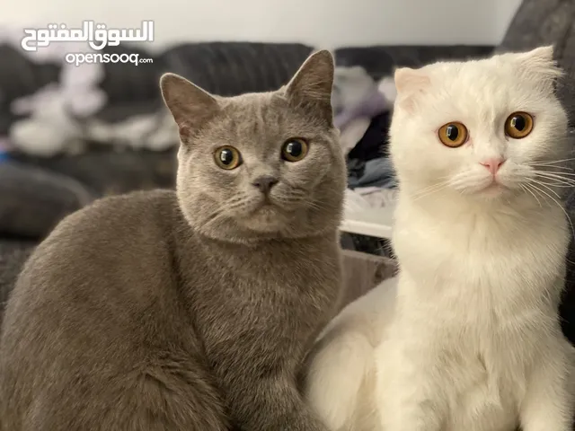 مكس برتش انقورا