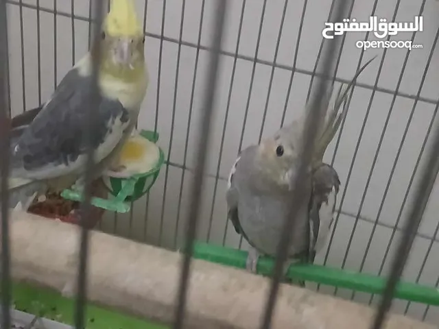 جوز كوكتيل للبيع مع قفص 4 معالف