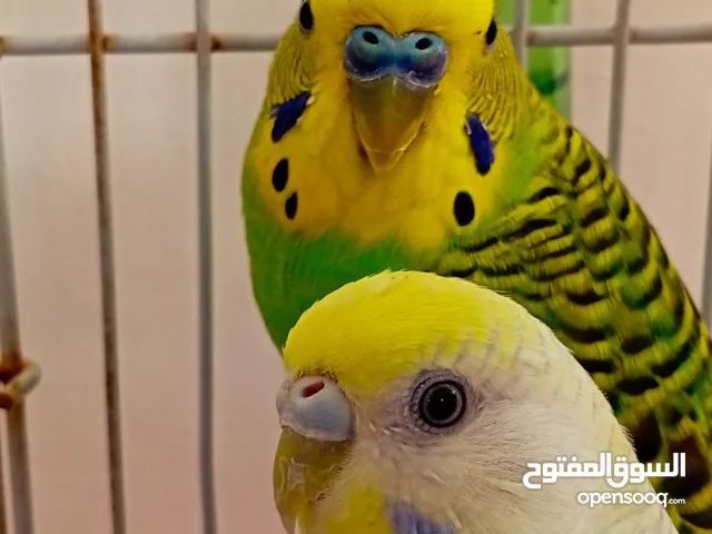 عندي بقلينوا زوز ذكوره الله يبارك الازرق الاخضر