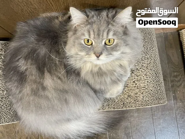 القطه الكبيره واولادها