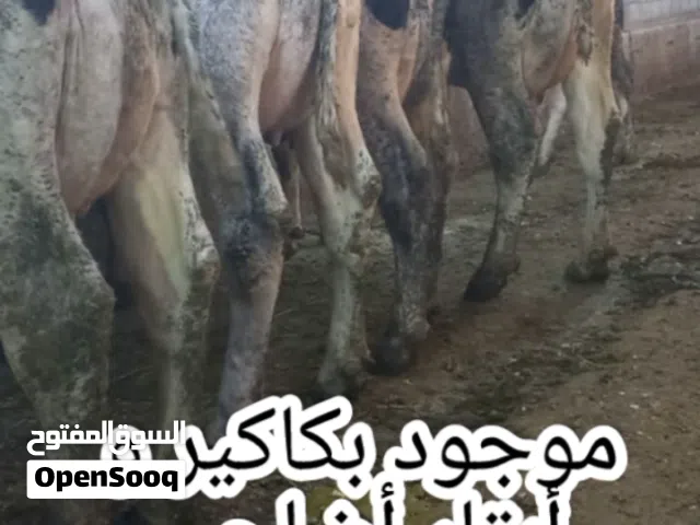 أبقار أضاحي