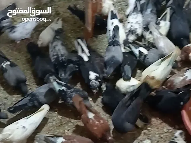 مطير حمام للبيع