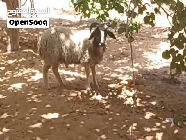 خروف للبيع