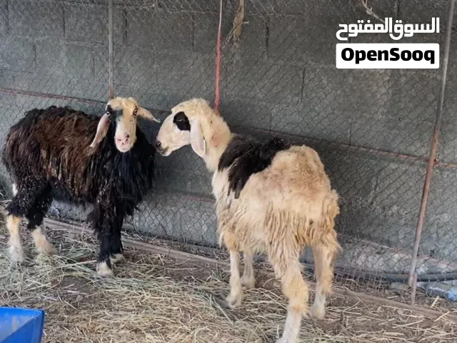 جعد تهجين نجدي