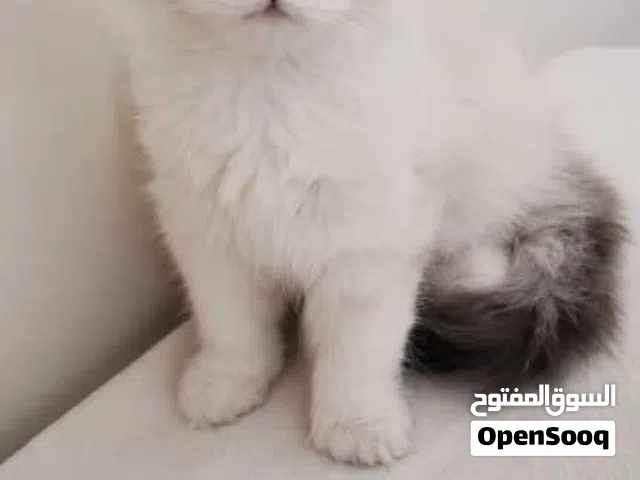 قطط هملايا وشيرازي للبيع