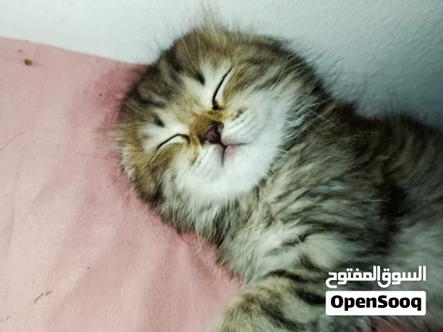 قطه شعرانيه شيرازي للبيع لطيفه مع الاطفال