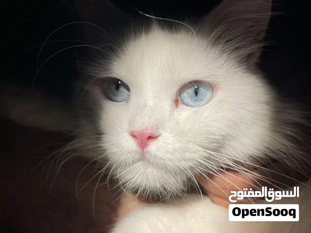 قط  راغدول مكس