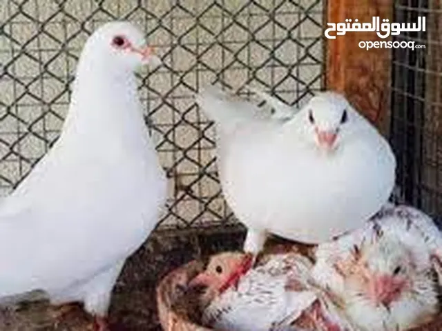 حمام لاحم فرنسي شغال وزغاليل للبيع