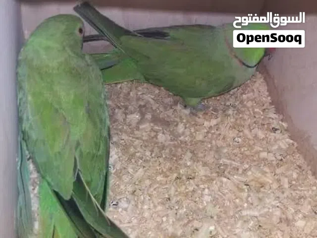 زوج دره للبيع