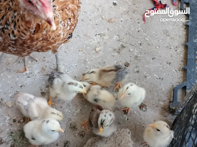 دجاجة عربية للبيع مع أفراخ عدد 11 .عمر ألافراخ 8أيام. مكان كرمة علي.سعر55 ألف