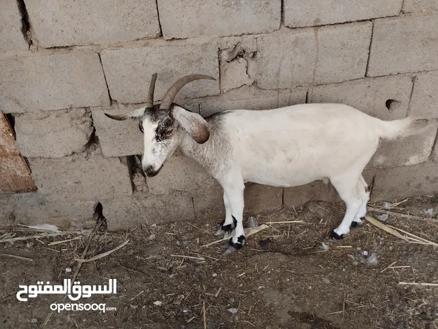 ماعز قطري للبيع