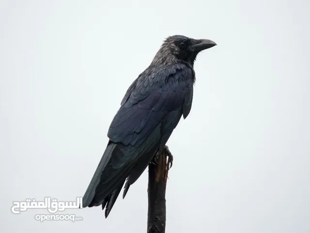 مطلوب فرخ غراب زق او بوم