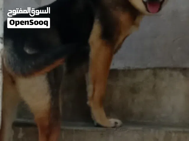 ولف دوك هجين روت وايلر مدرب طاعة وشراسة وحراسه بلامر ومدرب على اسمو  عضم عريض عمر سبع شهور