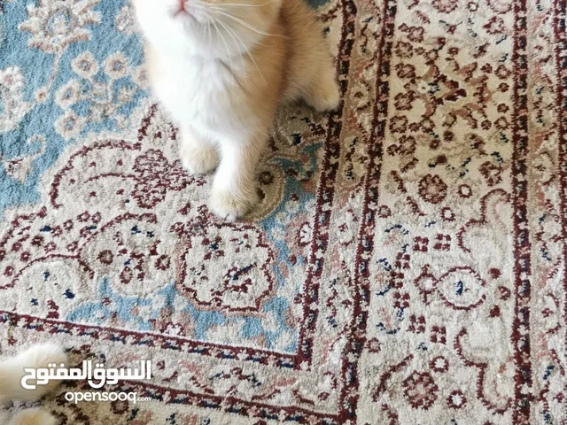 بيور سكوتش فولد جولدن شانشيلا وبريتش Scottish Fold Golden chinchilla and British