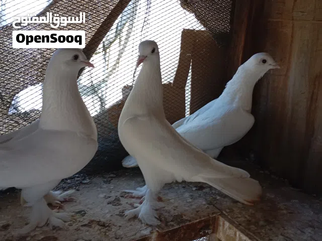 حمام عدد 3 .....