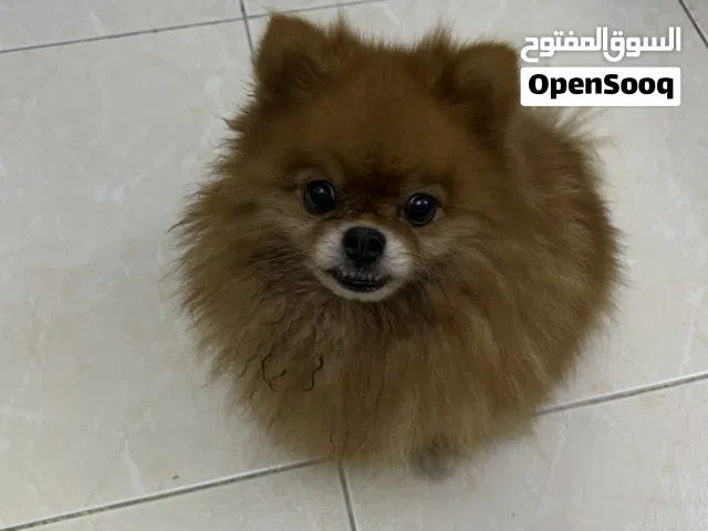 Toy Pomeranian