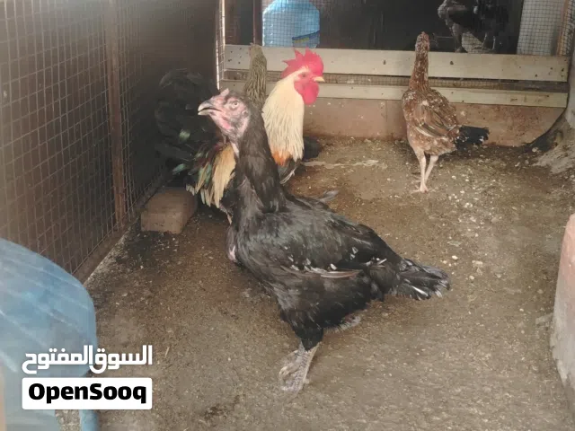 دجاجات باكستاني عق سعر